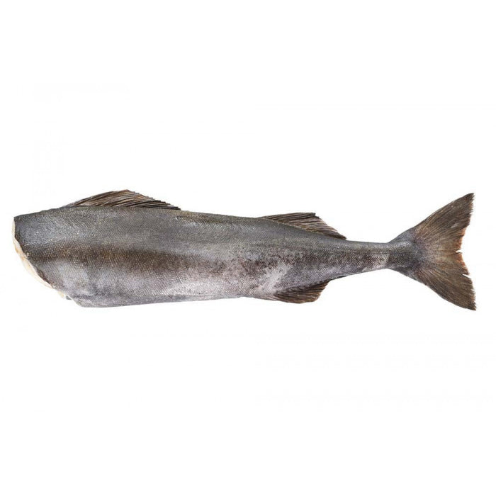 Black Cod | Kohlenfisch | ganz ausgenommen, ohne Kopf | 1.5kg