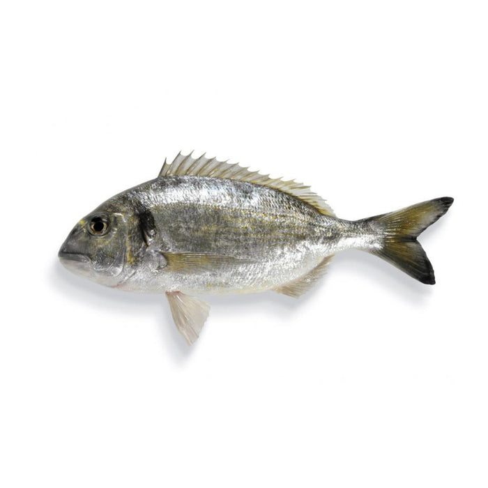 Goldbrasse (Dourada) | ganz | 1kg