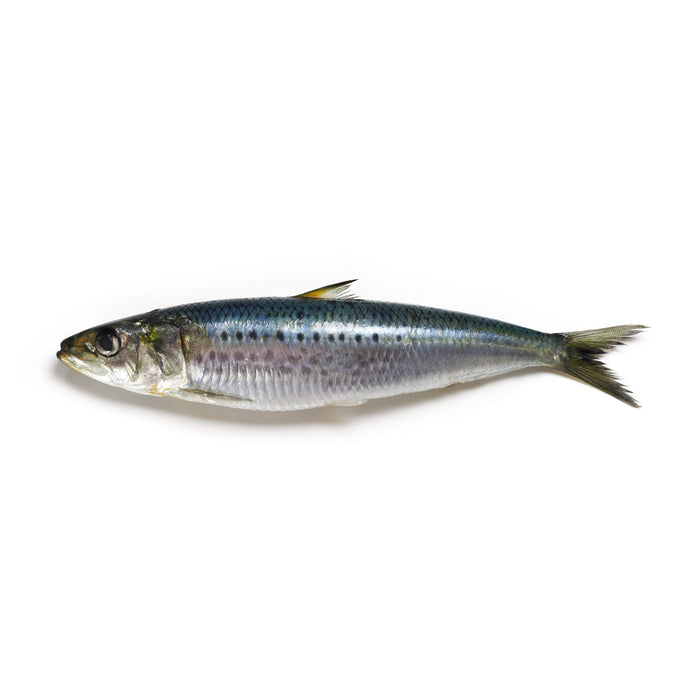 Sardine |  Südportugal | ganz | 200g