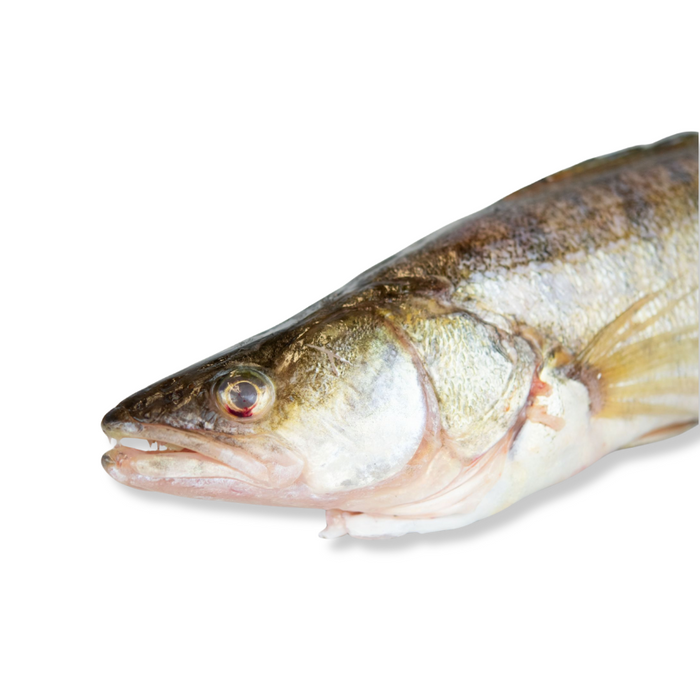 Zander | ausgenommen & geschuppt | 1 kg